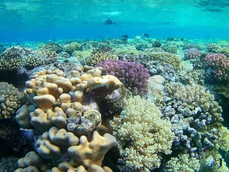 Sataya Nature Reserve Snorkeling