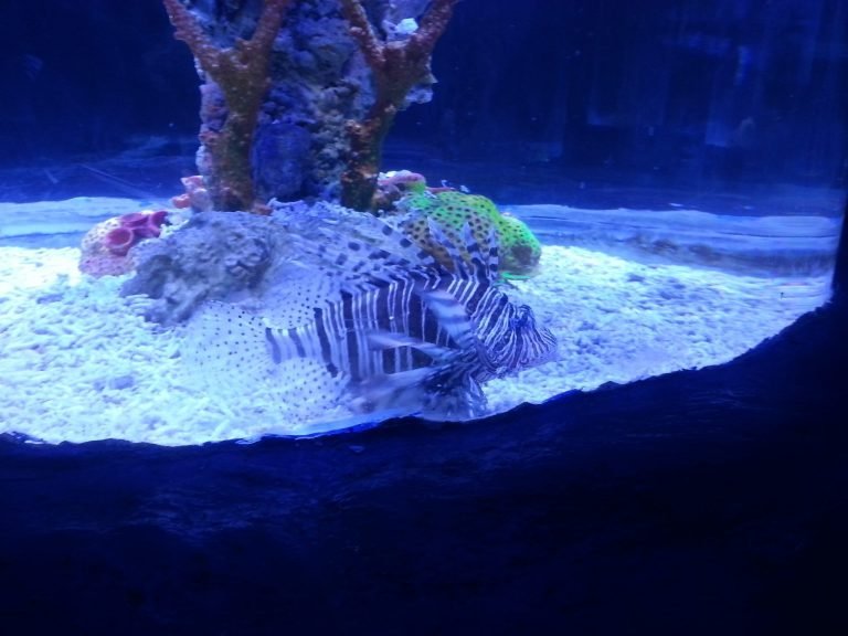 Grand Aquarium & Zoo, Hurghada