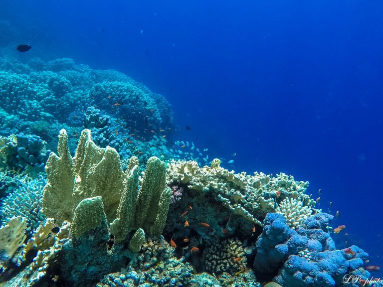 Abu Dabab Bay Snorkeling