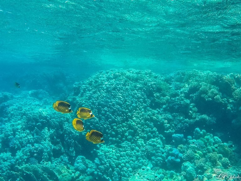 Abu Dabab Bay Snorkeling
