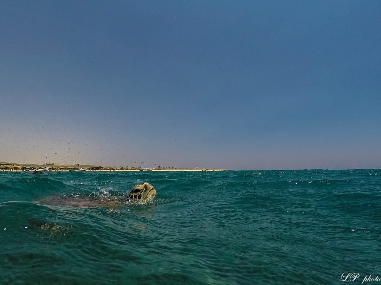 Abu Dabab Bay Snorkeling