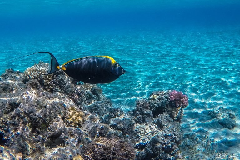 Abu Dabab Bay Snorkeling