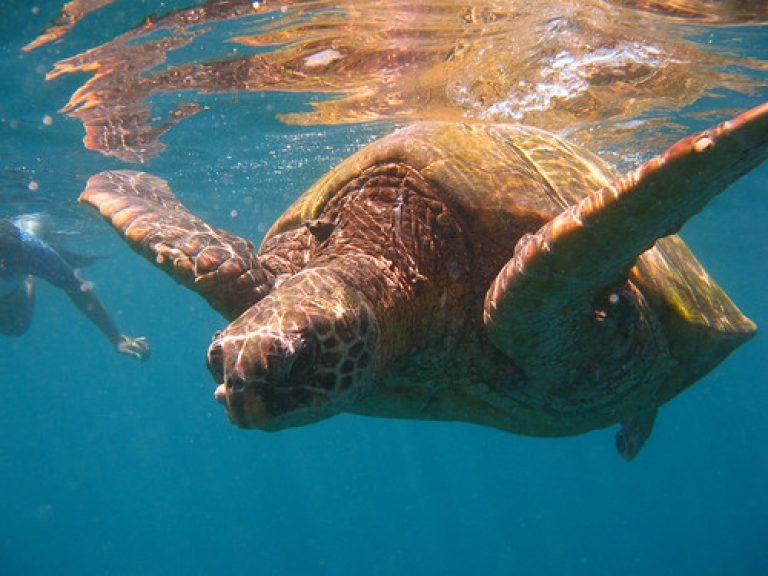 Marsa Shuna & Marsa Mubarak Snorkeling