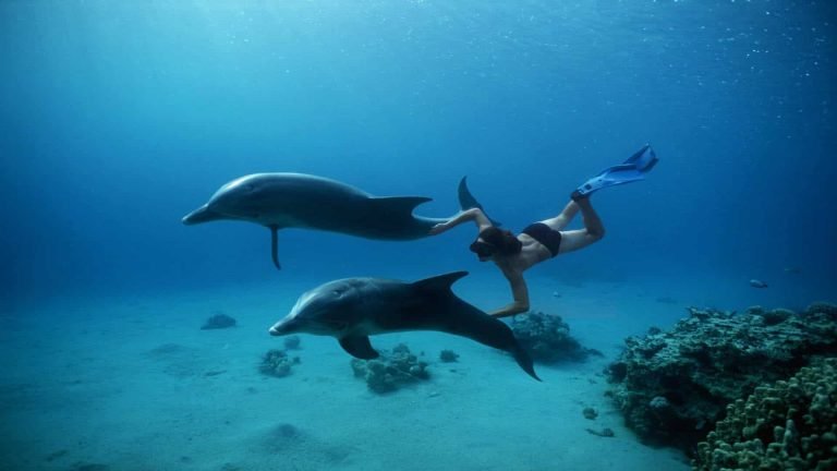 Samadai Dolphin House Snorkeling