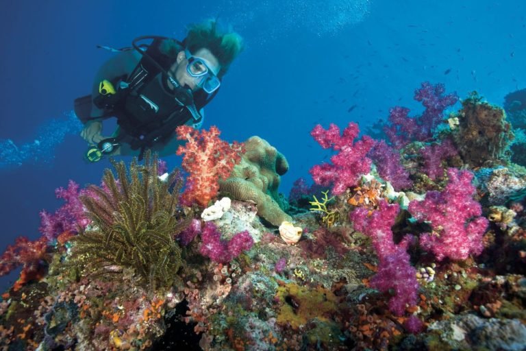 Sharm El Luli & Qulan Snorkeling