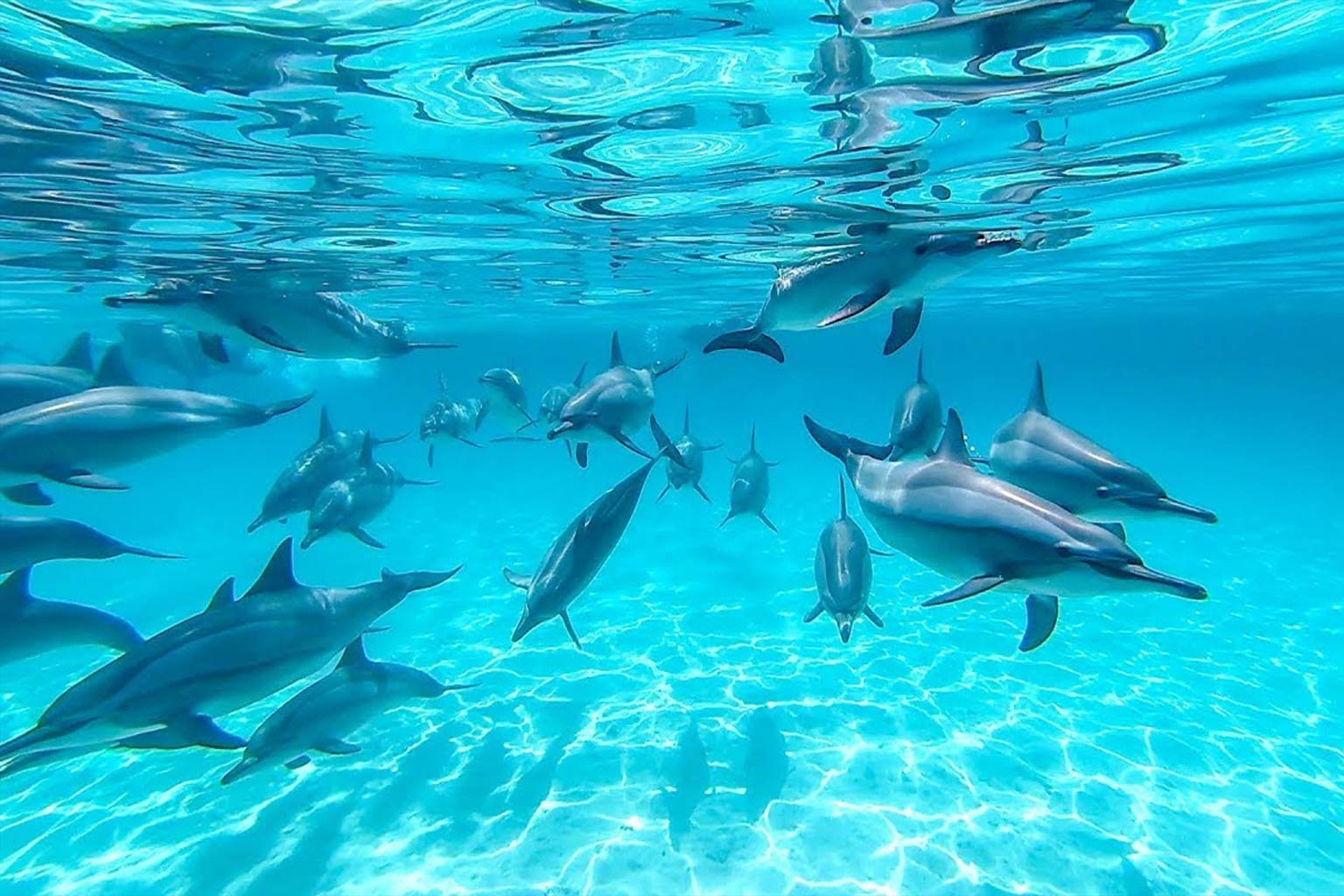 Dolphinarium Show, Hurghada