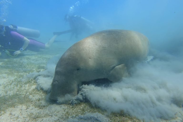 Hamata Nature Reserve Snorkeling