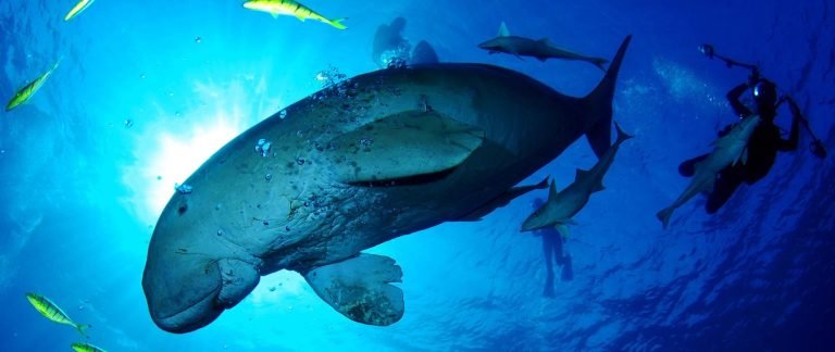 Abu Dabab Bay Snorkeling