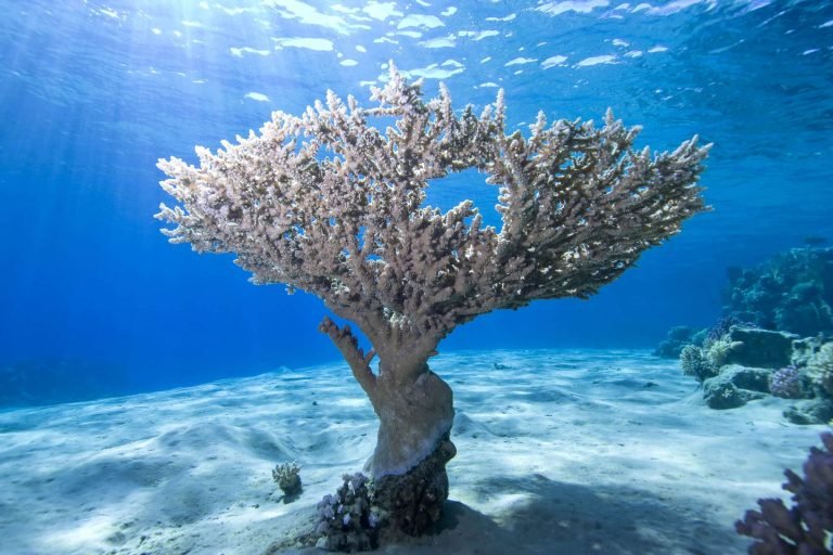 Ras Mohammed & White Island