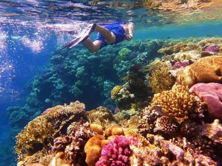 Marsa Alam Boat Diving Trip