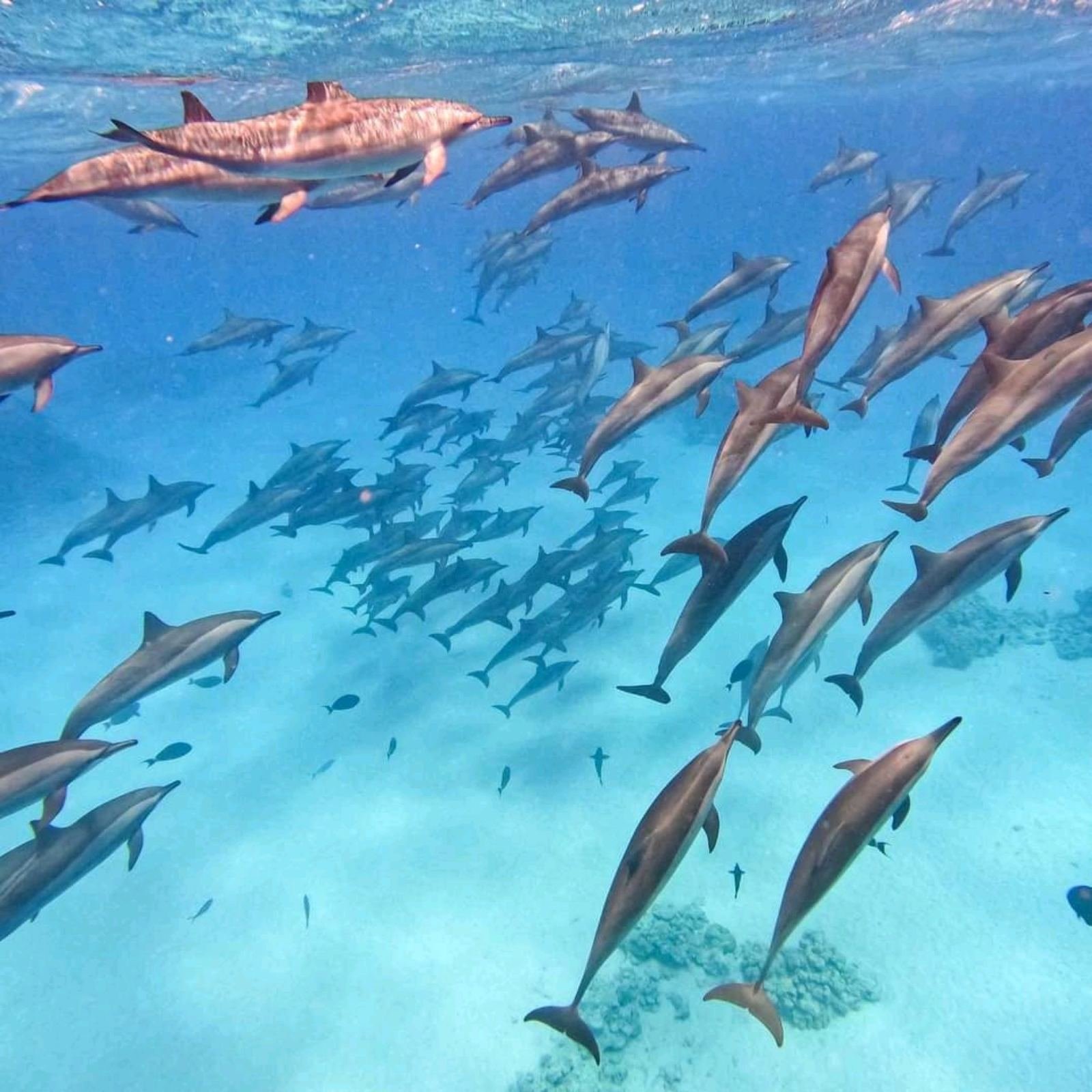 Dolphinarium Show, Sharm El Sheikh