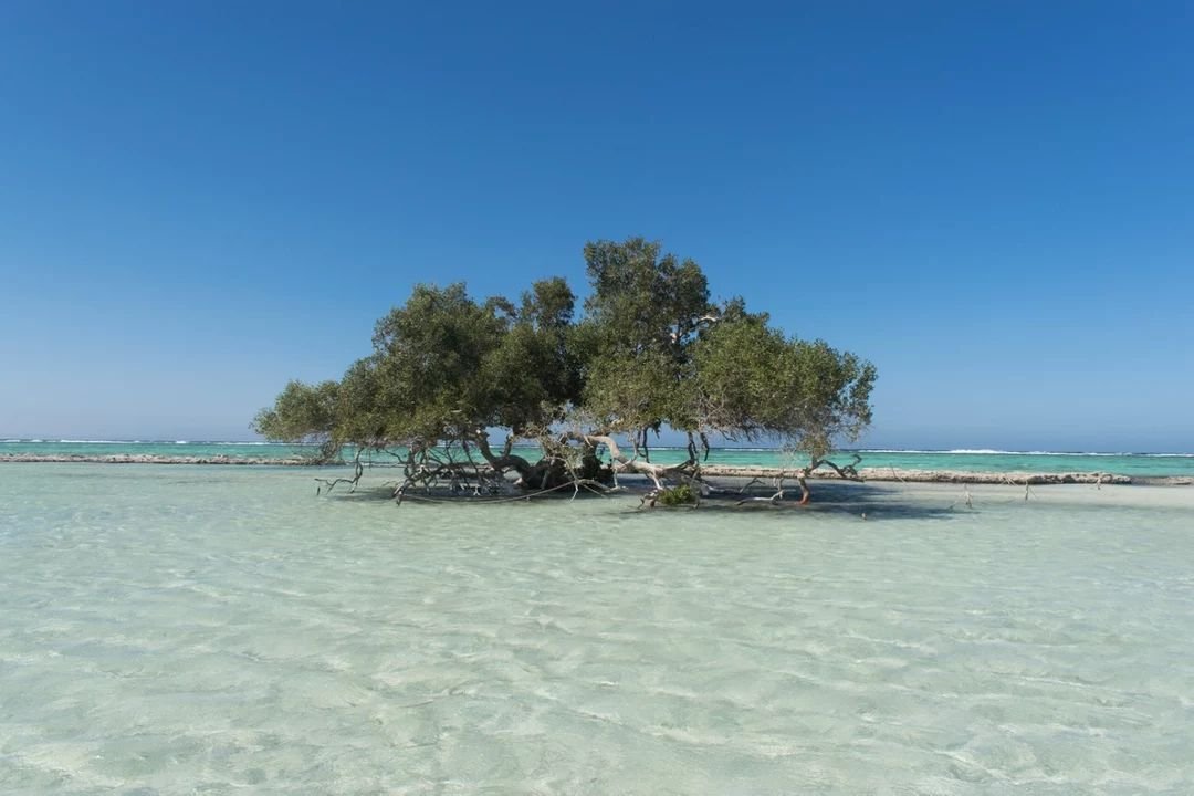 Sharm El Luli & Qulan Snorkeling