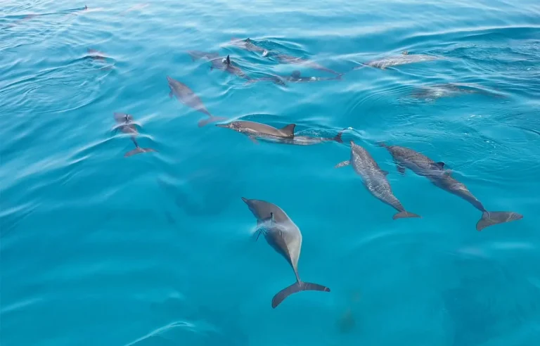 Samadai Dolphin House Snorkeling